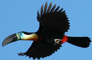 Toucan ariel