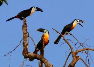 Toucan ariel