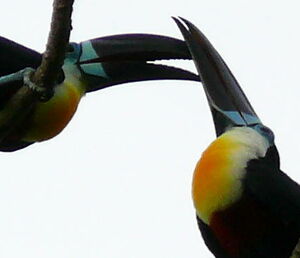 Toucan ariel