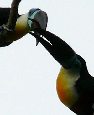 Ariel Toucan