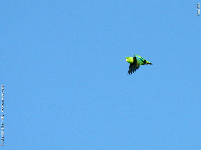 Green-rumped Parrotlet male adult, Flight
