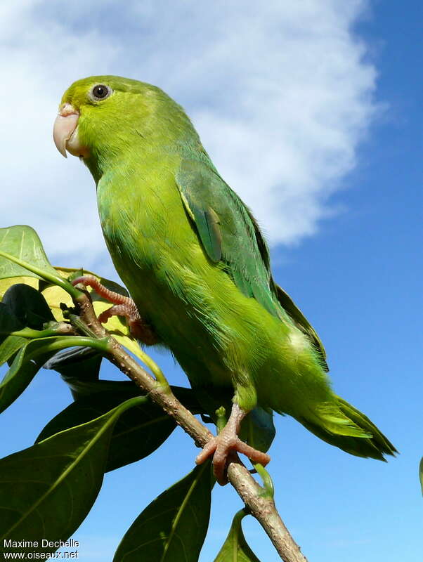 Green-rumped Parrotlet female adult