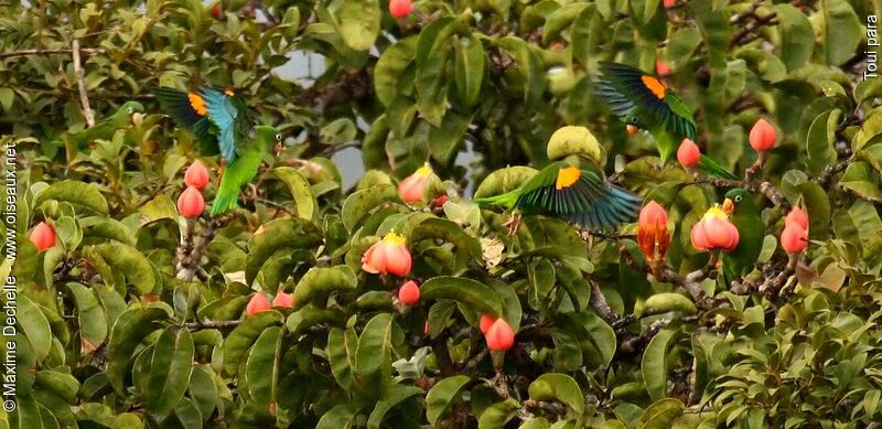 Golden-winged Parakeet, identification, Flight, feeding habits, Behaviour