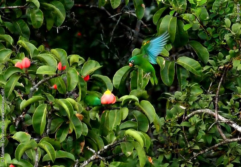 Golden-winged Parakeet, identification, Flight, feeding habits