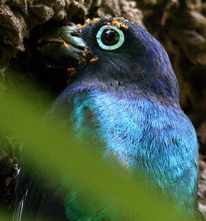 Trogon à queue blanche