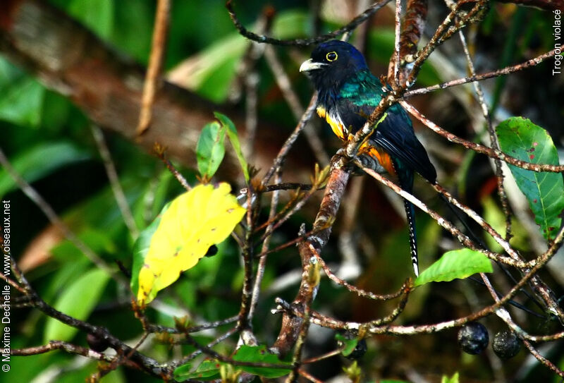 Guianan Trogon male adult, identification