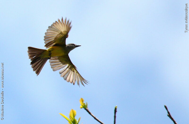 Tropical Kingbird, Flight