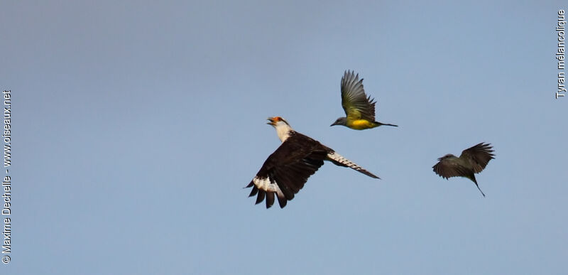 Tropical Kingbird, identification, Flight, Behaviour