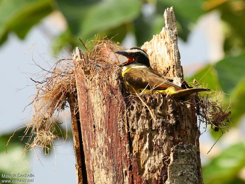 Great Kiskadeeadult, Reproduction-nesting, song