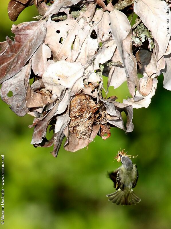 White-lored Tyrannulet, Flight, Reproduction-nesting