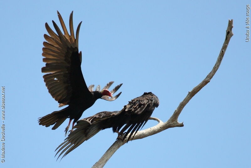 Turkey Vulture, Behaviour