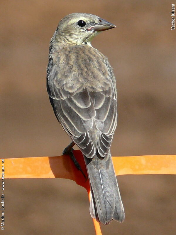 Shiny Cowbird female