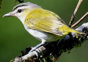Red-eyed Vireo 
&copy; Maxime Dechelle