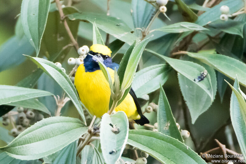 Spot-crowned Euphonia male adult, identification, pigmentation