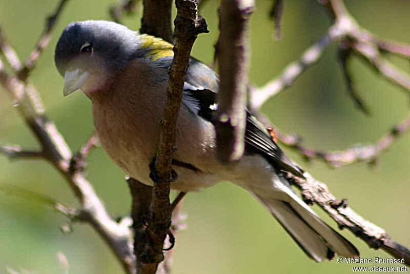 African Chaffinch male adult, identification, aspect, pigmentation