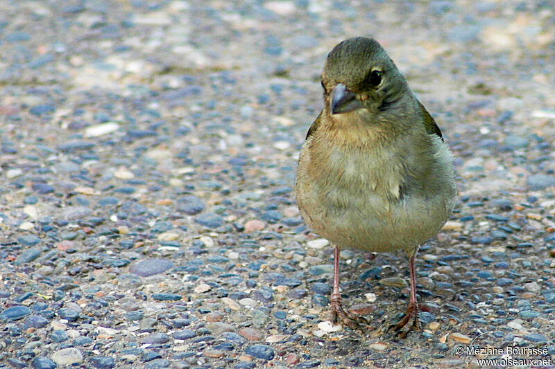 African Chaffinch female adult, identification, aspect, pigmentation