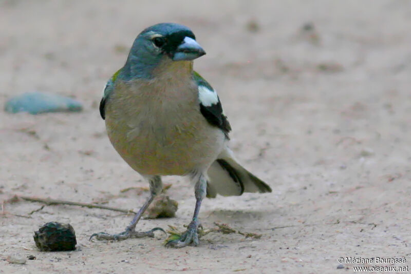 African Chaffinch male adult, identification, aspect, pigmentation