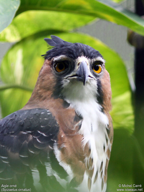 Ornate Hawk-Eagle, close-up portrait
