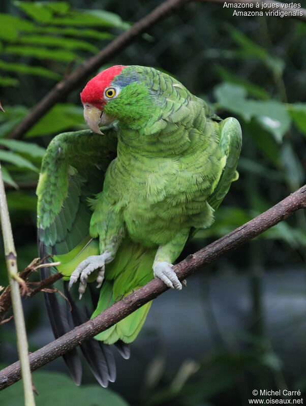 Red-crowned Amazonadult, identification