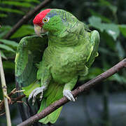 Red-crowned Amazon
