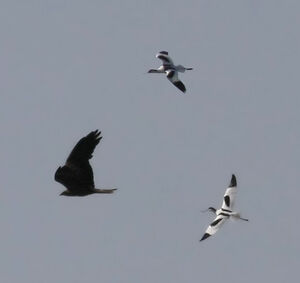 Avocette élégante