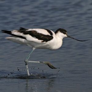 Avocette élégante