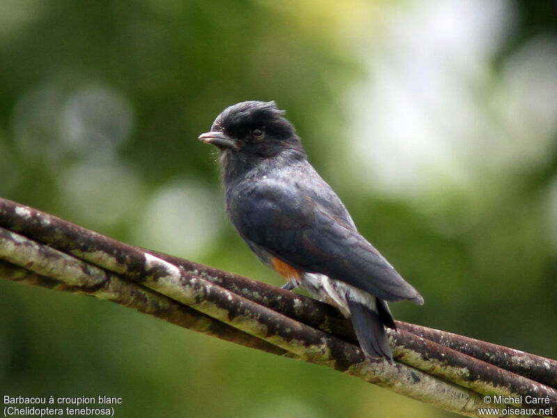 Swallow-winged Puffbirdadult, identification