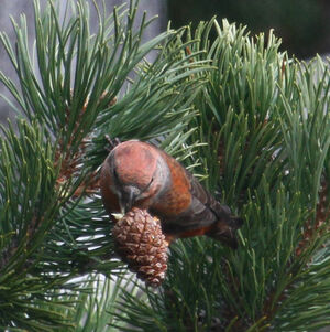 Bec-crois� des sapins 
&copy; Michel Carr�