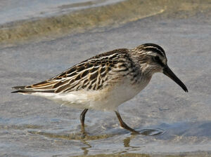 Broad-billed Sandpiper