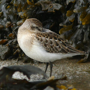 Semipalmated Sandpiper 
&copy; Michel Carr�