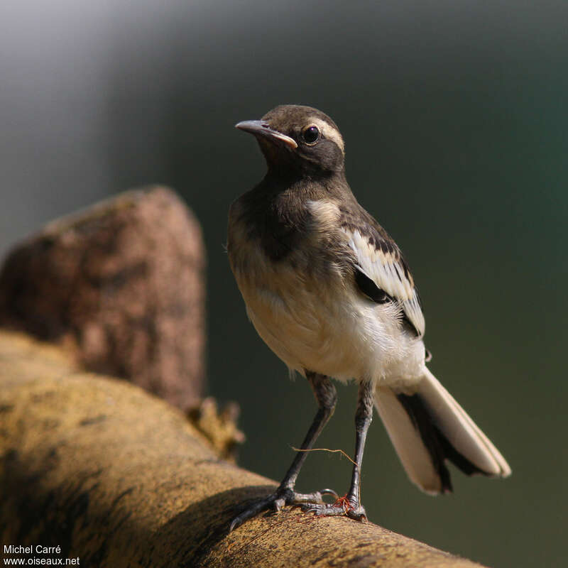 White-browed Wagtailjuvenile, identification