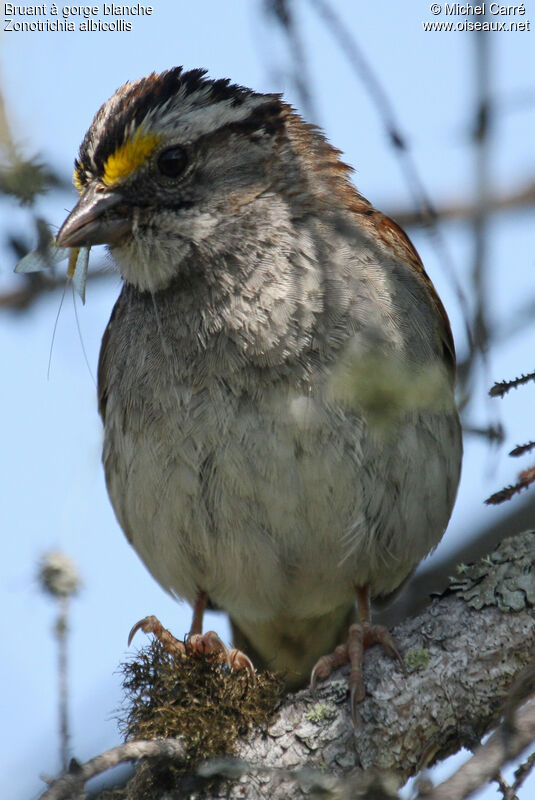 White-throated Sparrowadult