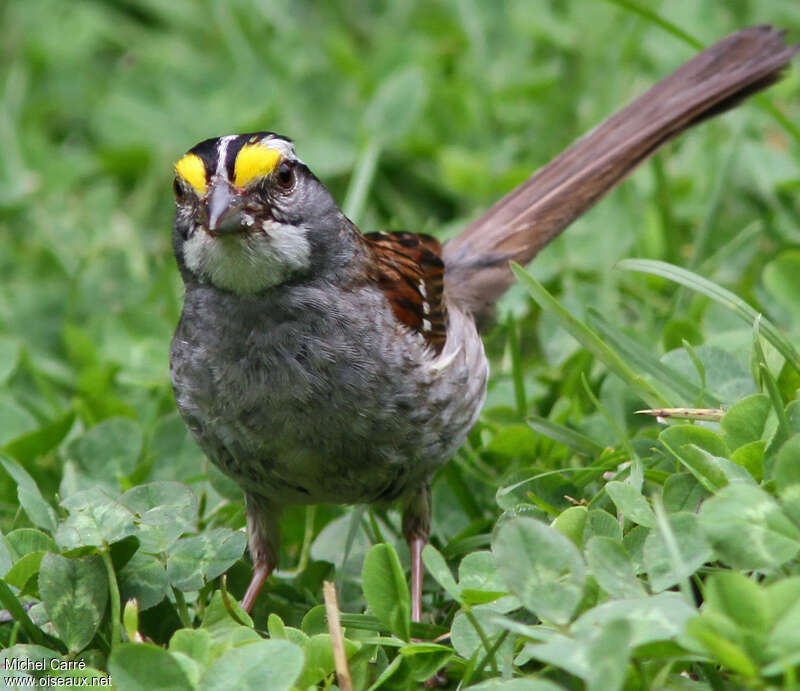 White-throated Sparrowadult, close-up portrait