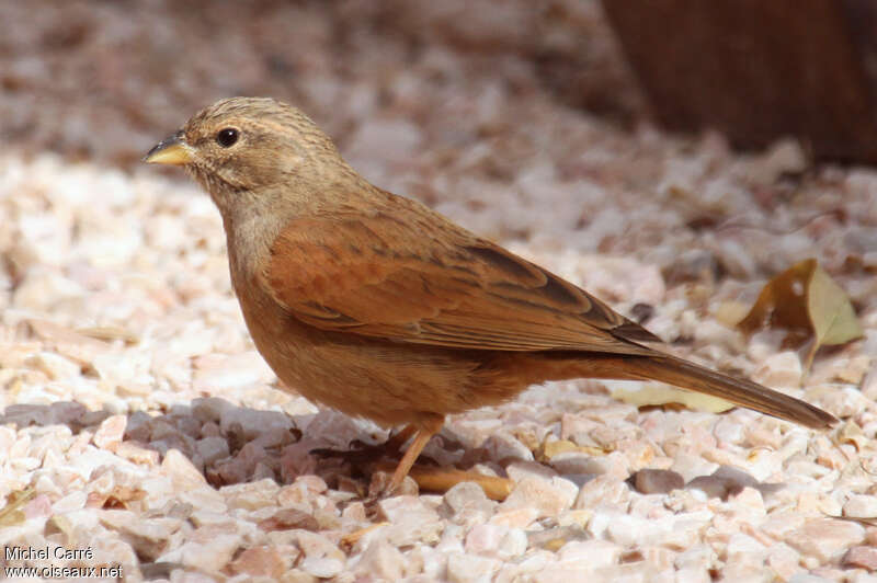 Bruant du Sahara femelle adulte nuptial, identification