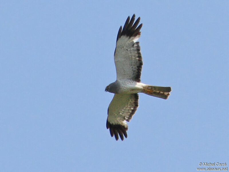 Northern Harrier male, Flight