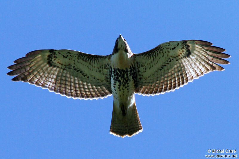 Red-tailed Hawkjuvenile