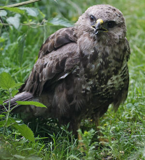 Buse variable