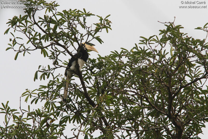 Malabar Pied Hornbill male adult