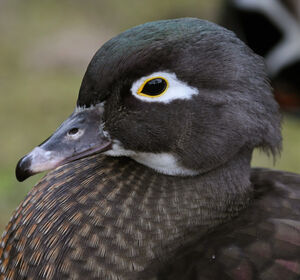 Canard carolin