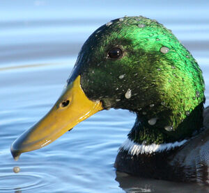 Canard colvert 
&copy; Michel Carr�