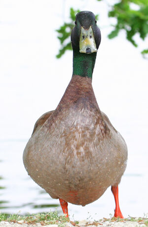 Canard colvert 
&copy; Michel Carr�