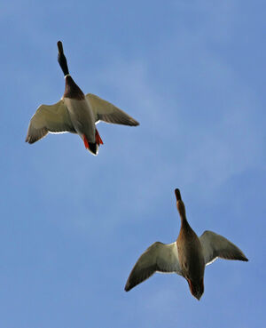 Canard colvert 
&copy; Michel Carr�