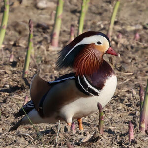 Mandarin Duck