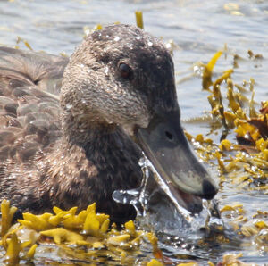 American Black Duck 
&copy; Michel Carr�