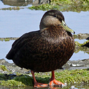 American Black Duck 
&copy; Michel Carr�