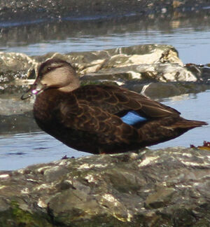 American Black Duck 
&copy; Michel Carr�