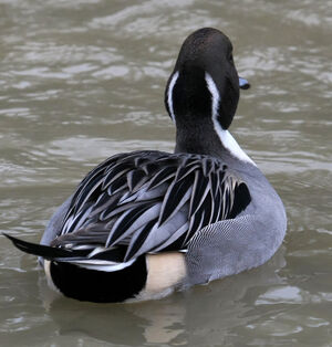 Canard pilet 
&copy; Michel Carr�