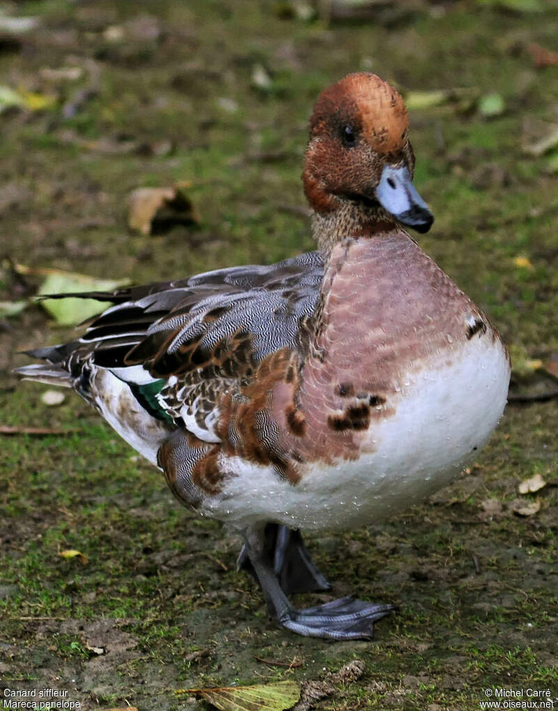 Comment On Dit Canard En Anglais
