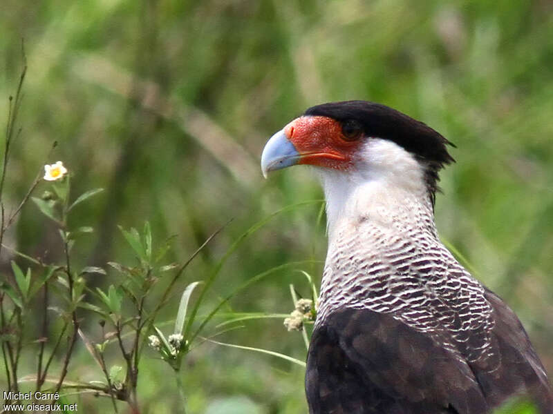Northern Crested Caracaraadult, close-up portrait