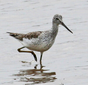 Common Greenshank 
&copy; Michel Carr�
